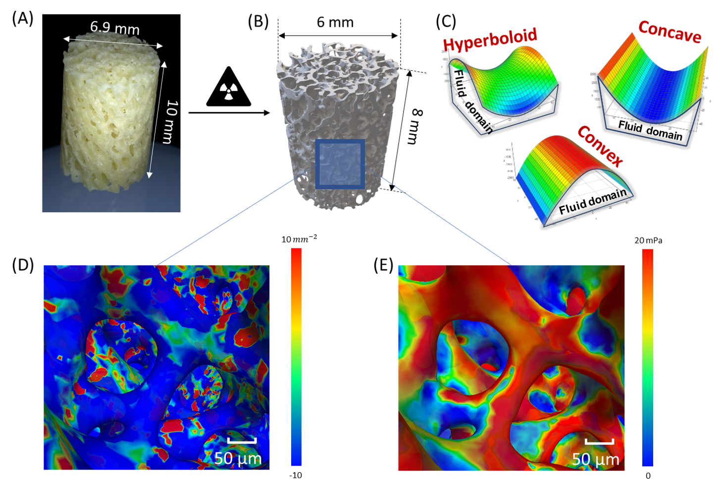 (A) photo d’un échantillon osseux (allogreffe) ; (B) exemple de modèle numérique reconstruit à partir des images acquises au microscanner à rayons X ; (C) illustration des surfaces hyperboloïdes, concaves, et convexes. Résultats de la simulation : (D) distribution locale des courbures gaussiennes (hyperboloïde (bleu), concave ou convexe (rouge), (E) distribution locale des contraintes mécaniques (stimulation mécanique faible [bleu], stimulation mécanique élevée [rouge]). (c) Xiong et al.