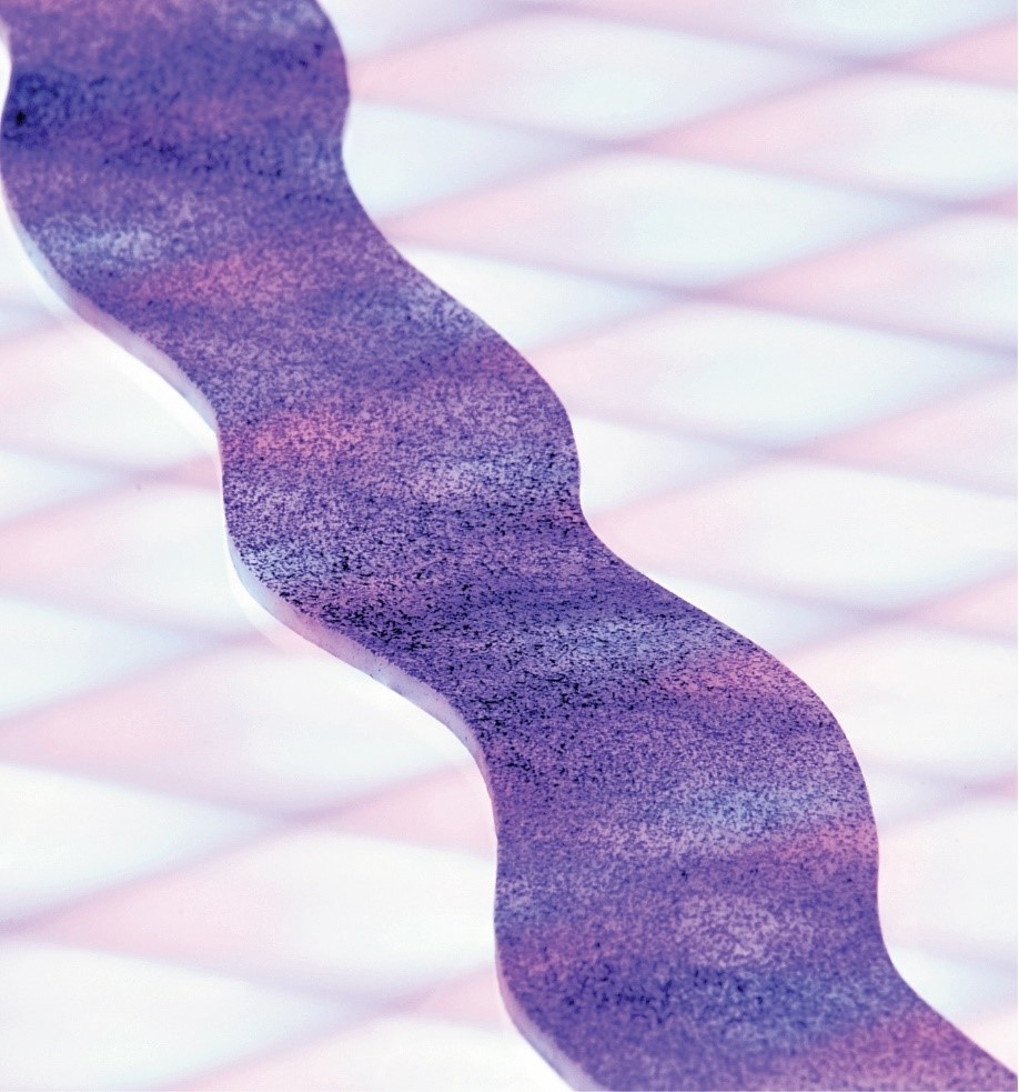 Vue du ruban de matière molle.  © Lanoy et al.
