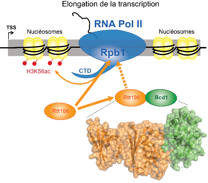 Modèle proposé pour le contrôle de l’activité de la protéine impliquée dans l’architecture de la chromatine (chaperonne d’histone Rtt106, en orange) par une protéine intervenant dans l’assemblage des snoRNP de type C/D (Bcd1, en vert). La protéine Rtt106, associée à l’enzyme RNA Polymérase II (RNA Pol II, en bleu) et en interaction directe avec une partie de la protéine histone H3 (H3K56ac, rouge), permet le dépôt sur l’ADN de nouvelles molécules d’histones acétylées dans le sillage de la RNA Pol II en cours de transcription. Si la protéine Bcd1 est disponible, elle limite le recrutement de Rtt106 par l’ARN Pol II et donc diminue le remodelage de la chromatine à la suite du passage de la polymérase. © Bragantini et al.