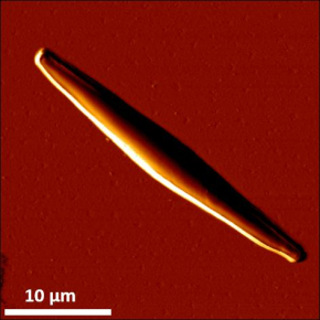 La microscopie à force atomique pour optimiser la récolte des microalgues